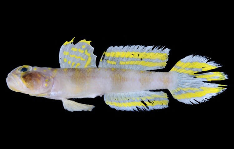 スーパーサイヤン発見